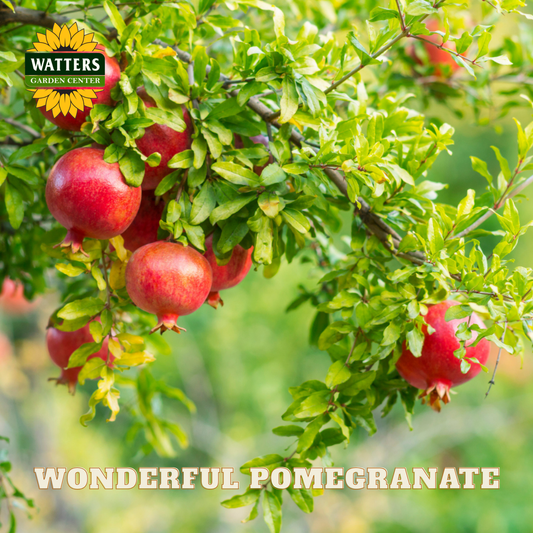 Pomegranates on a tree branch with Watters Garden Center logo and text.