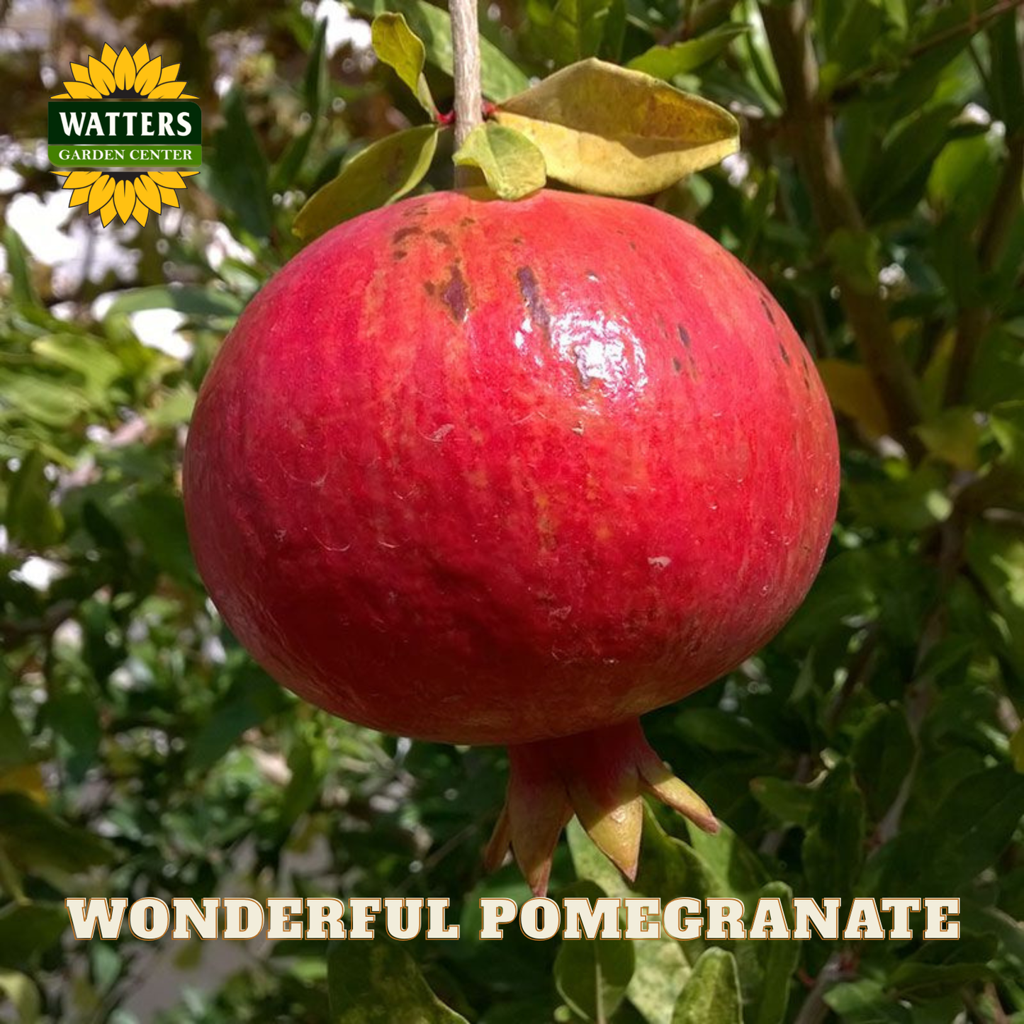 Red pomegranate on a tree with 'Watters Garden Center' logo and text.