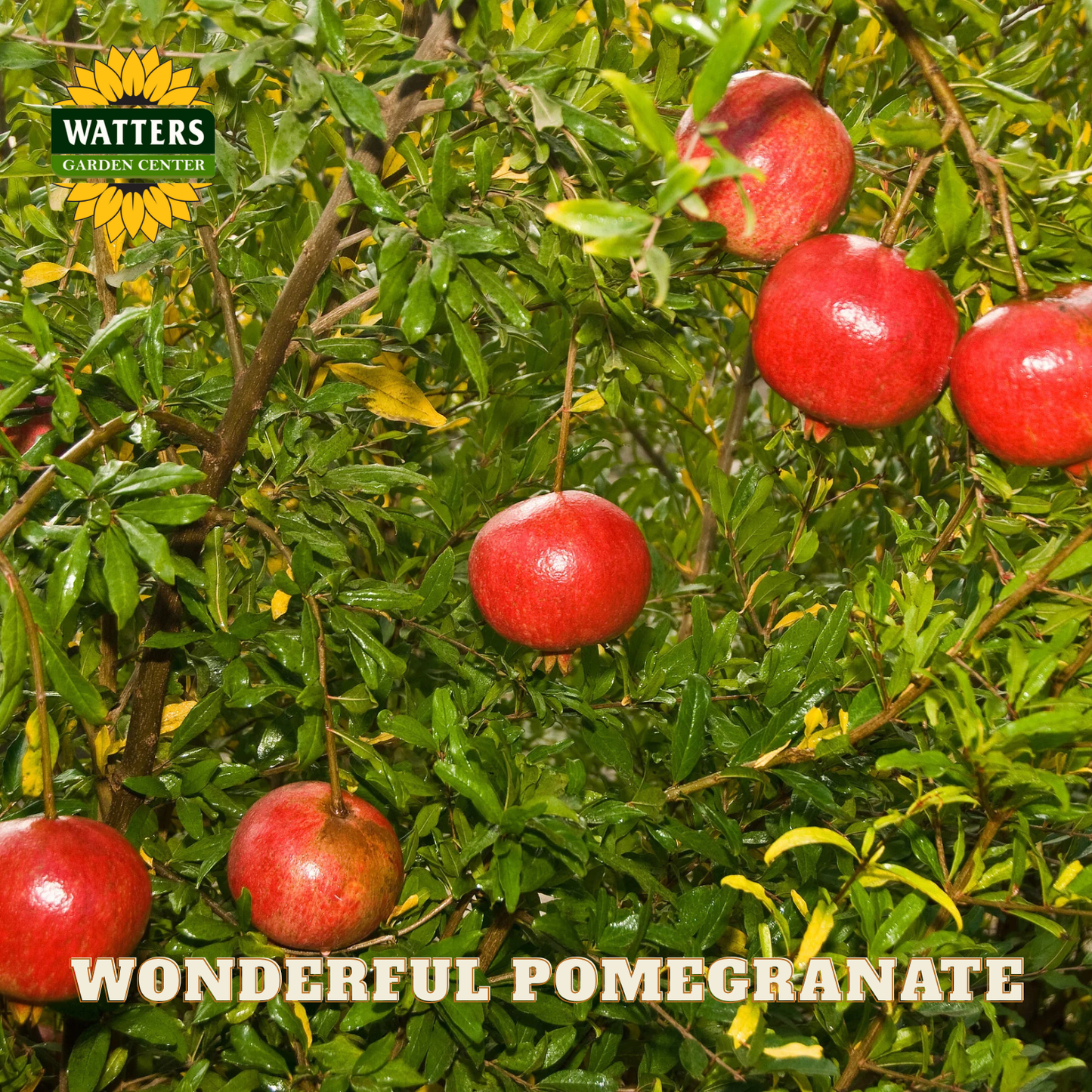 Red pomegranates on a tree with Watters Garden Center branding.