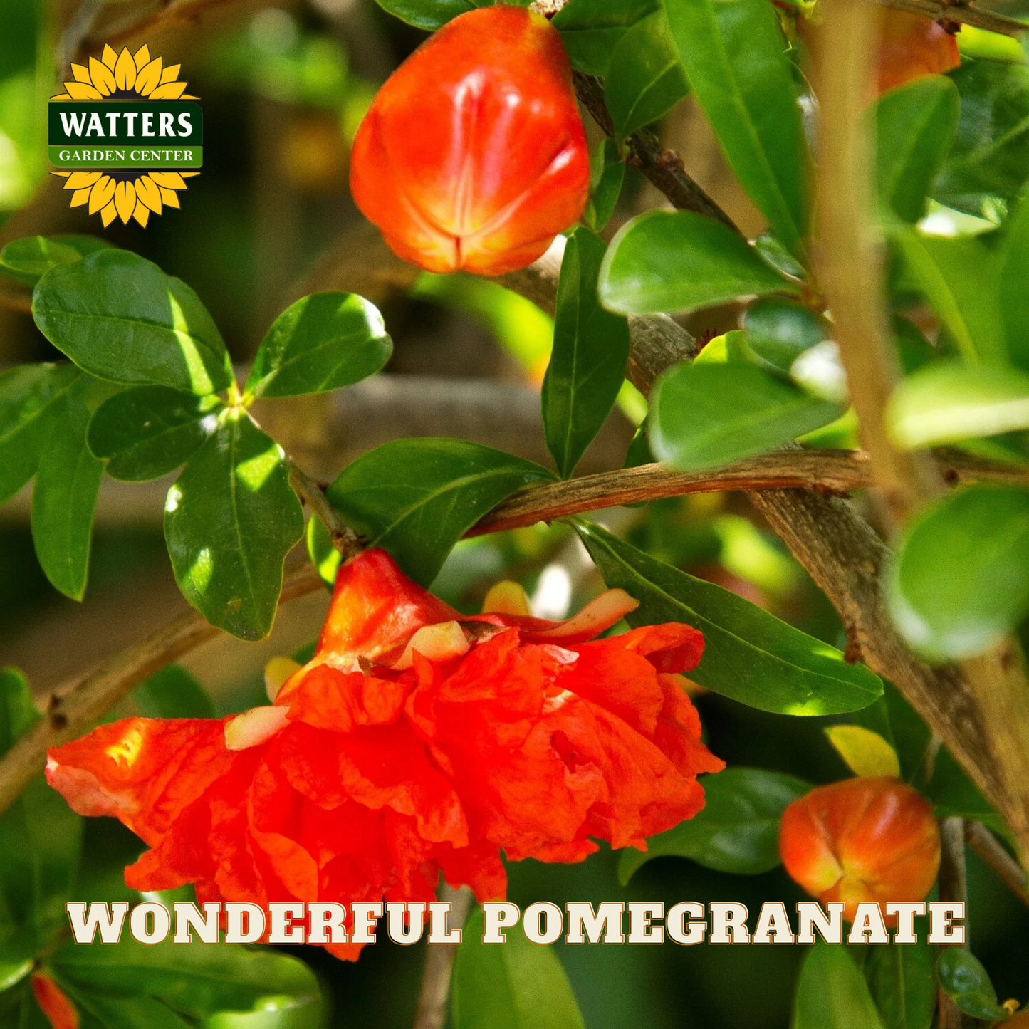 Pomegranate fruit and flowers on a tree with Watters Garden Center branding.