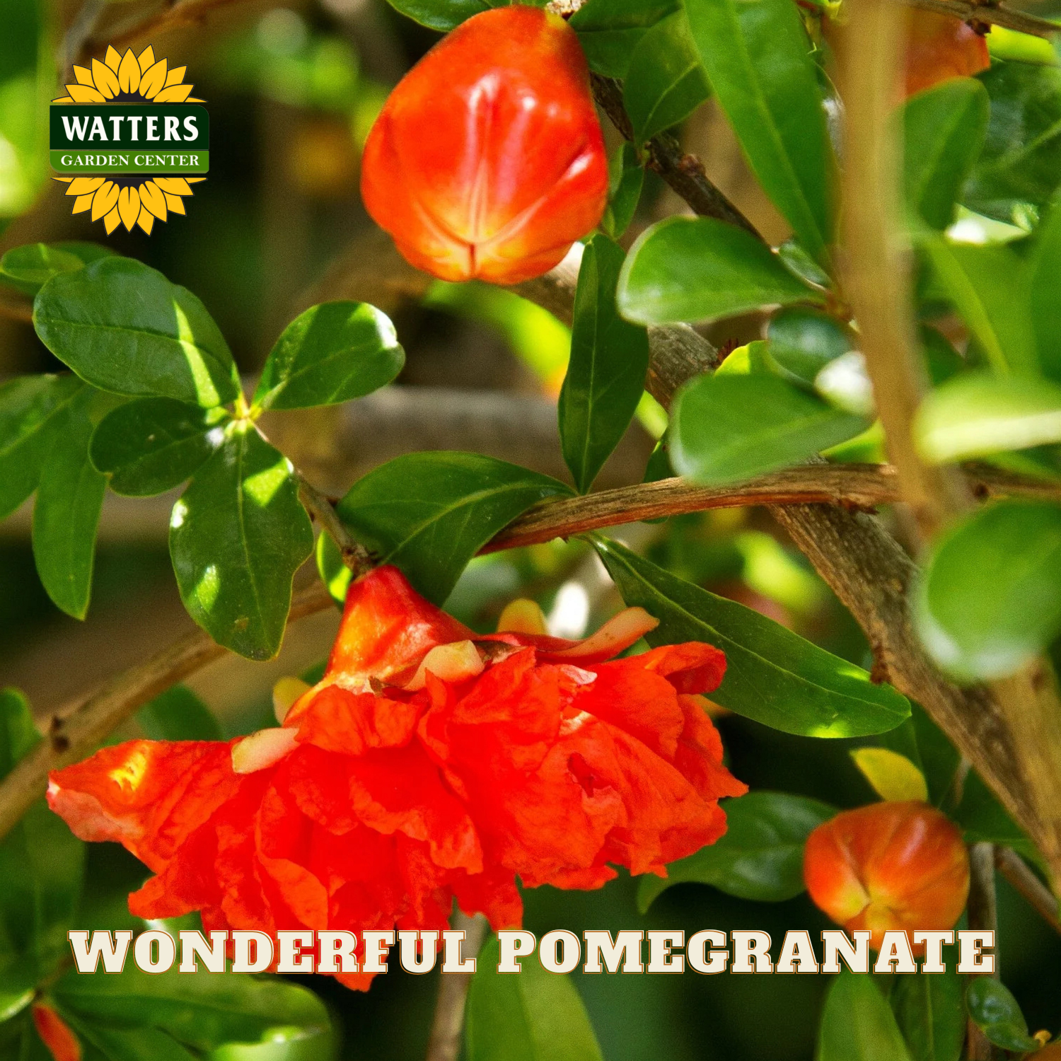 Pomegranate fruit and flowers on a tree with Watters Garden Center branding.