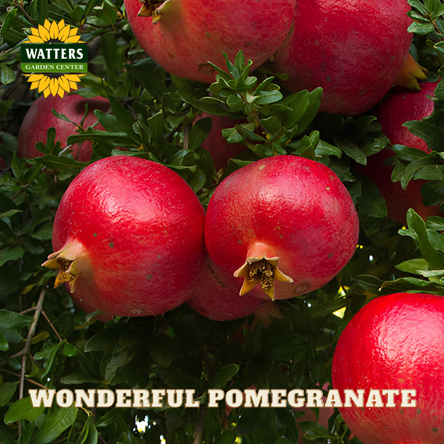 Pomegranates on a tree with 'Watters Garden Center' logo and text.