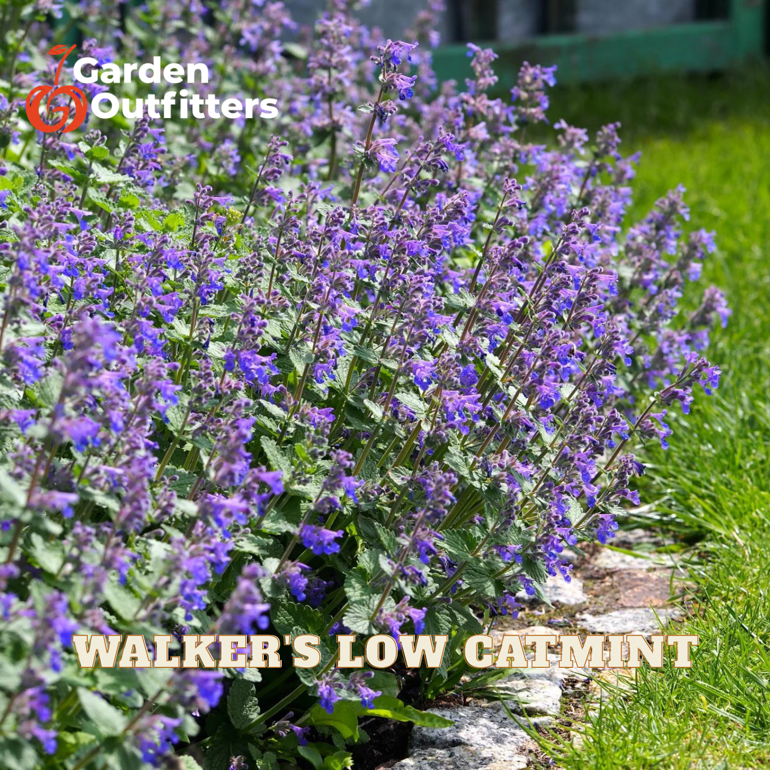 Purple catmint flowers blooming in a garden bed with green grass and stones, featuring 'Garden Outfitters' branding and 'WALKER'S LOW CATMINT' text overlays.
