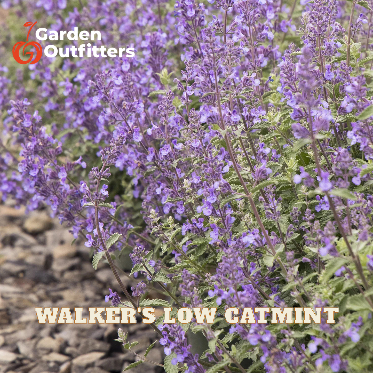 Blooming purple catmint plants with green leaves growing outdoors among small stones, with the text 'Garden Outfitters' and 'WALKER'S LOW CATMINT' overlaid on the image.