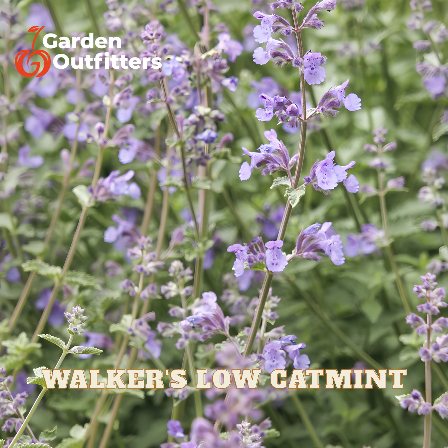 Purple catmint flowers on a plant with green leaves, with text overlays reading 'Garden Outfitters' and 'WALKER'S LOW CATMINT'.