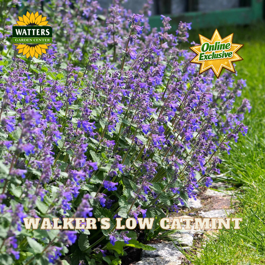 Purple flowering plants with green leaves growing along a stone border next to a green grassy lawn.