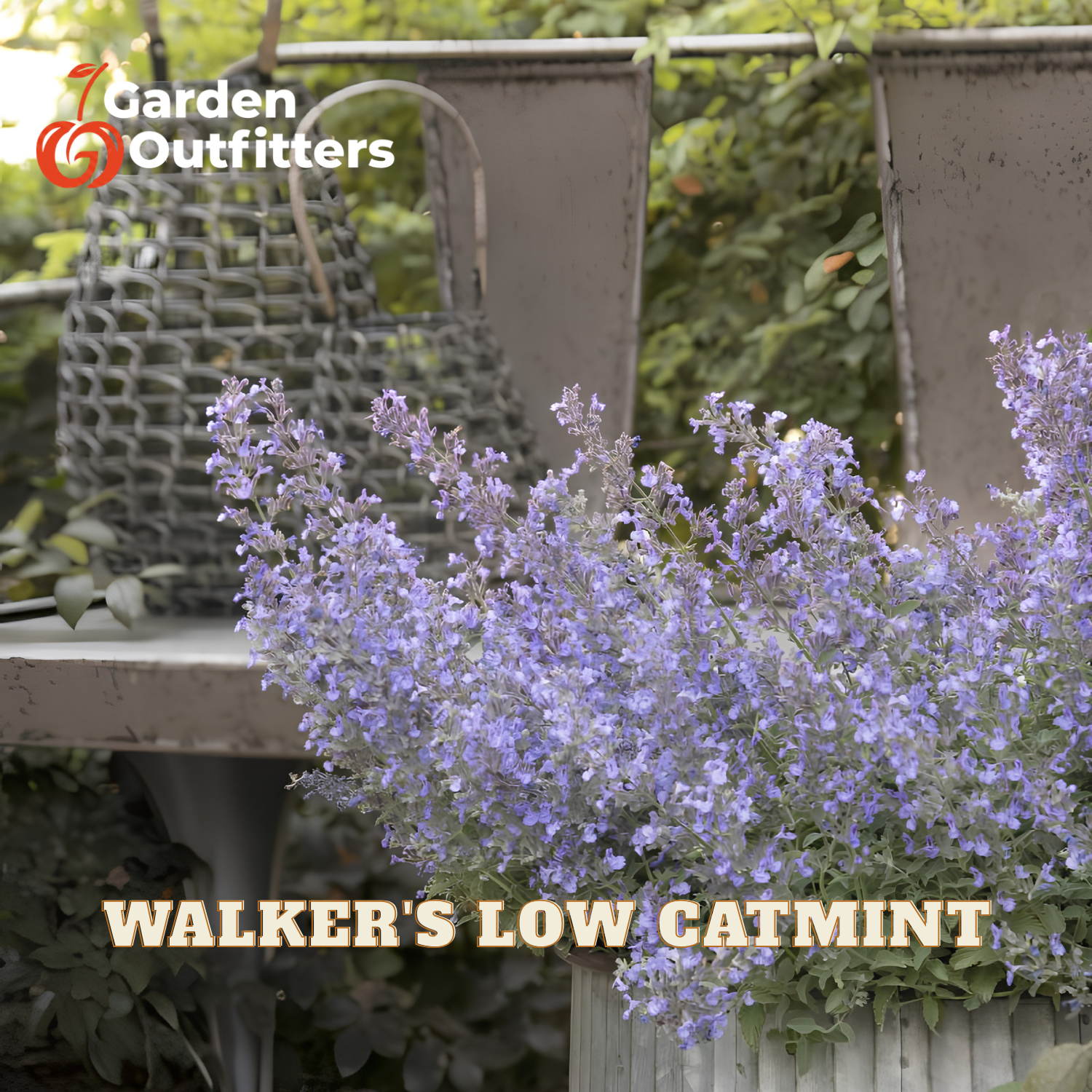 Lavender catmint flowers in a light-colored planter on a garden bench, with a metal watering can in the background. Text overlays read 'Garden Outfitters' and 'WALKER'S LOW CATMINT'.