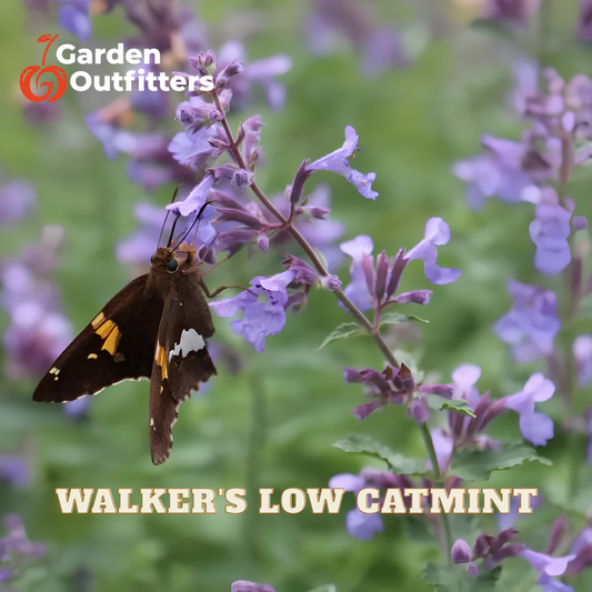 A close-up garden photo showing purple catmint flowers with a brown butterfly on one bloom. The text 'Garden Outfitters' appears in the top left, and 'WALKER'S LOW CATMINT' is written across the bottom, indicating the product is the catmint plant variety.