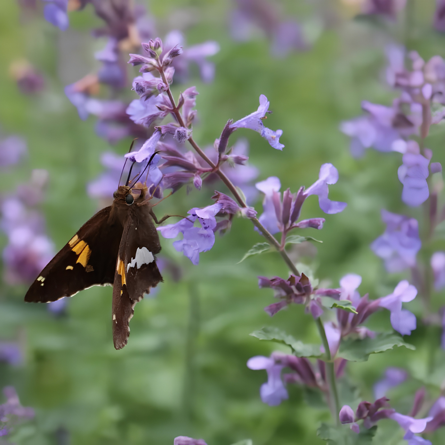A close-up photograph of a brown butterfly with yellow and white wing markings perched on a cluster of small purple flowers with green leaves, set against a soft blurred natural background.