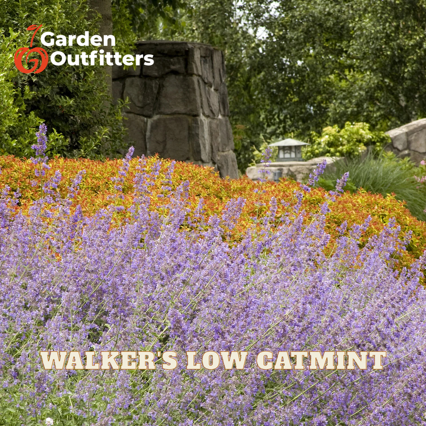A garden scene with dense purple catmint flowers in the foreground, orange foliage behind them, and a stone pillar in the background. The text 'WALKER'S LOW CATMINT' appears at the bottom, and the Garden Outfitters logo appears in the top left corner.