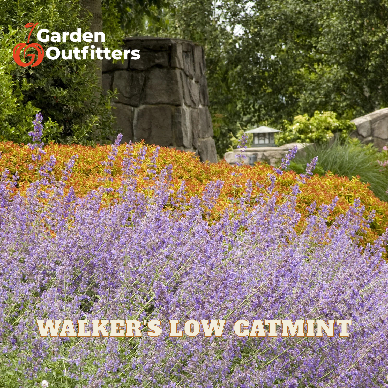 A garden scene with dense purple catmint flowers in the foreground, orange foliage behind them, and a stone pillar in the background. The text 'WALKER'S LOW CATMINT' appears at the bottom, and the Garden Outfitters logo appears in the top left corner.