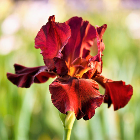 Bearded Iris - Califlora War Chief (Reblooming)