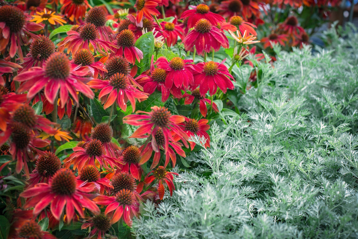 ASSORTED SELECT PERENNIALS 1gal