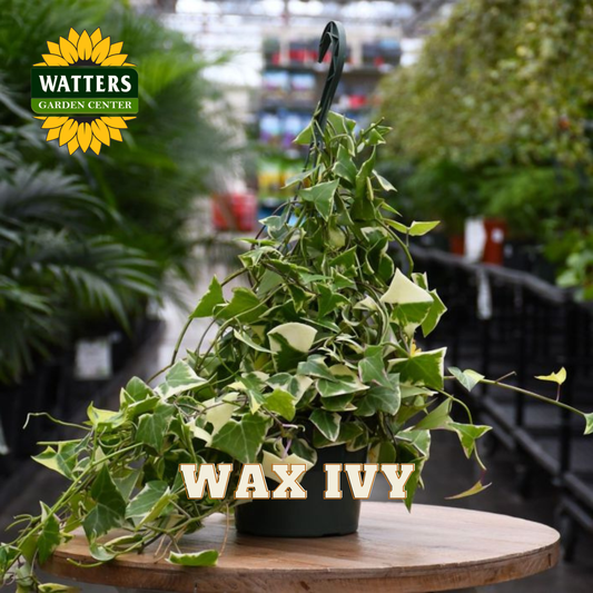 ASSORTED WAX IVY 6in