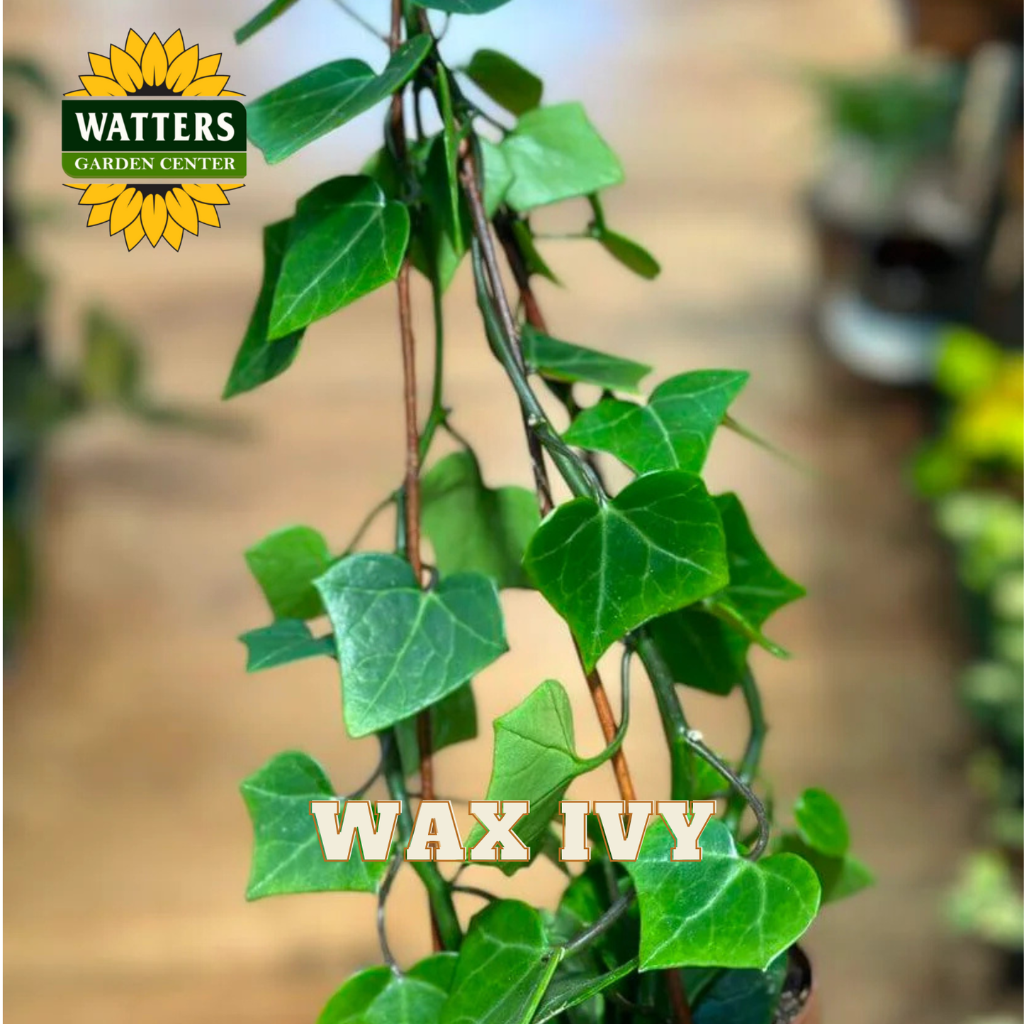 ASSORTED WAX IVY 6in