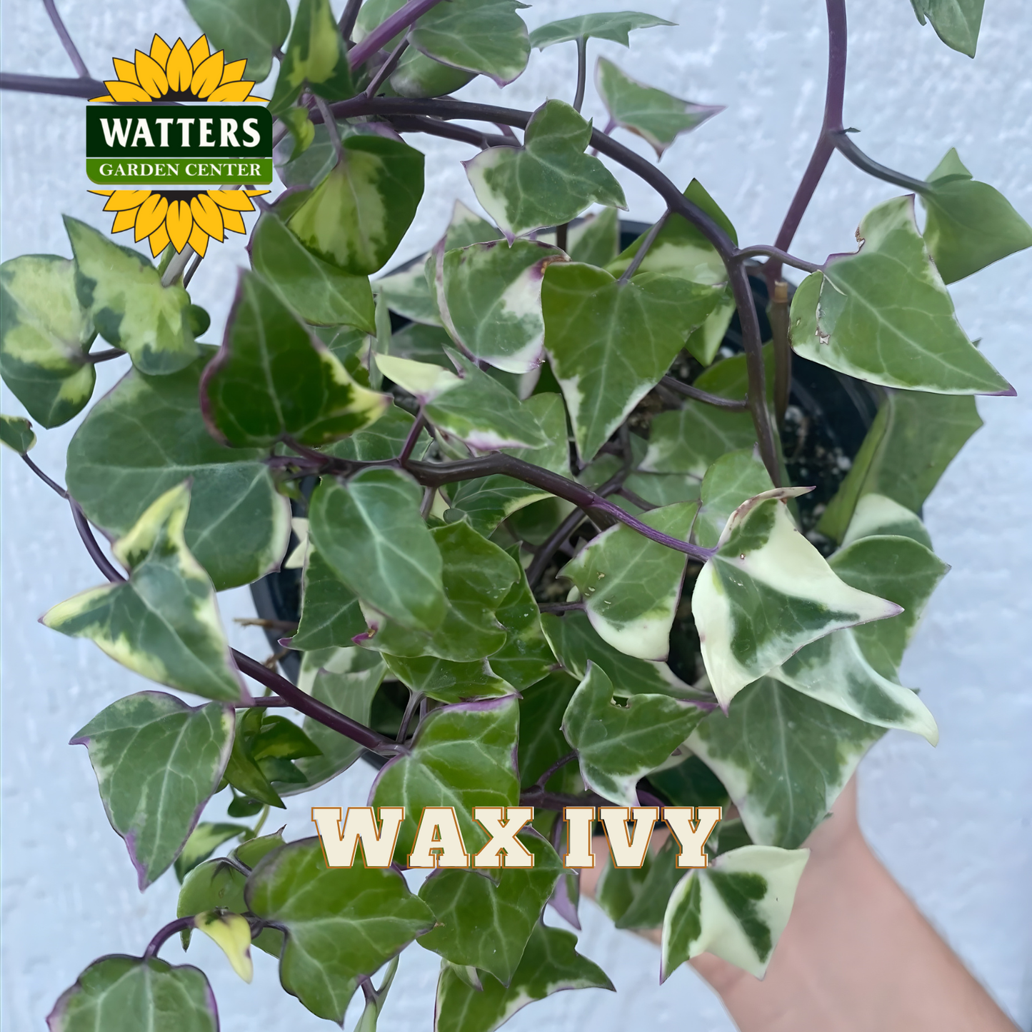 ASSORTED WAX IVY 6in
