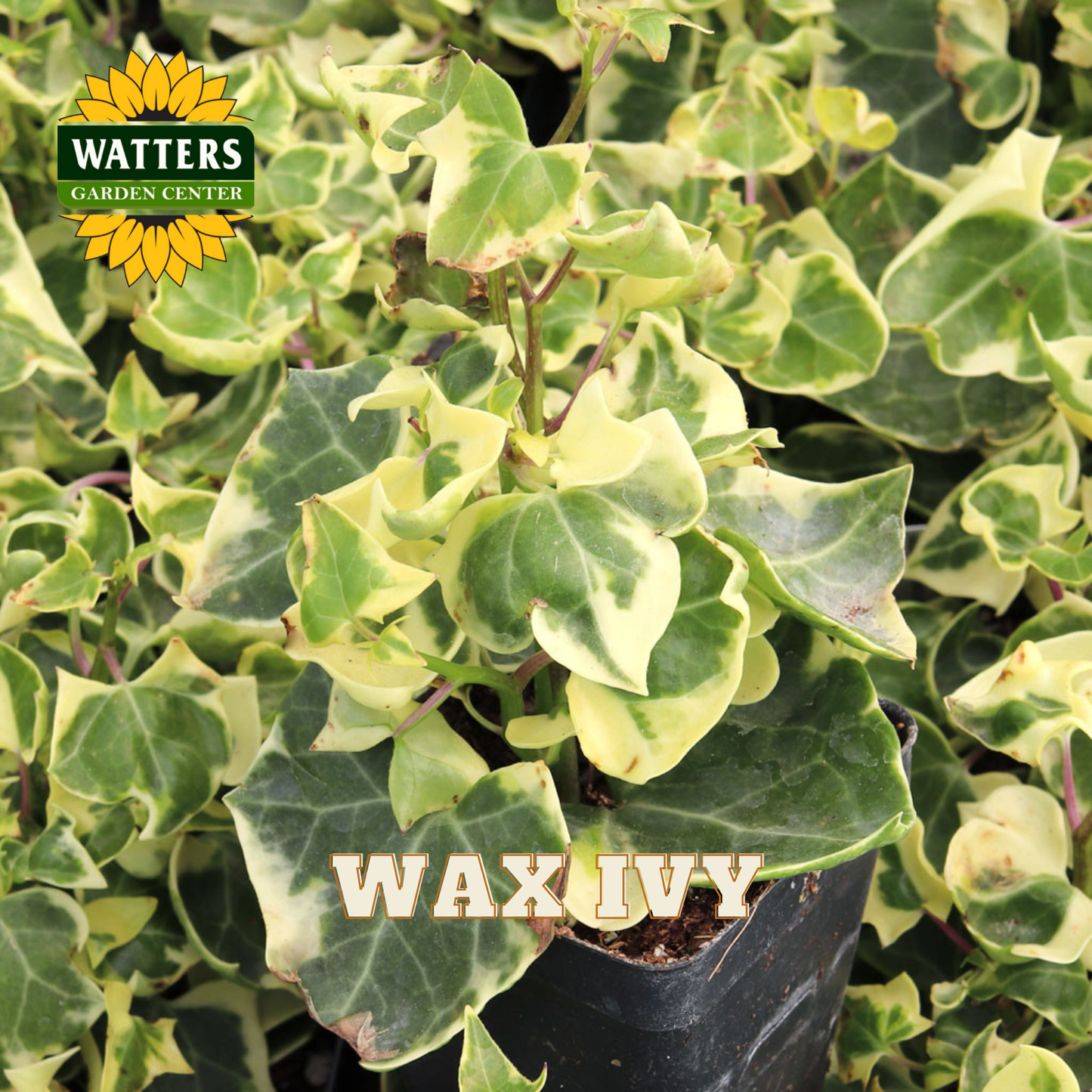 ASSORTED WAX IVY 6in