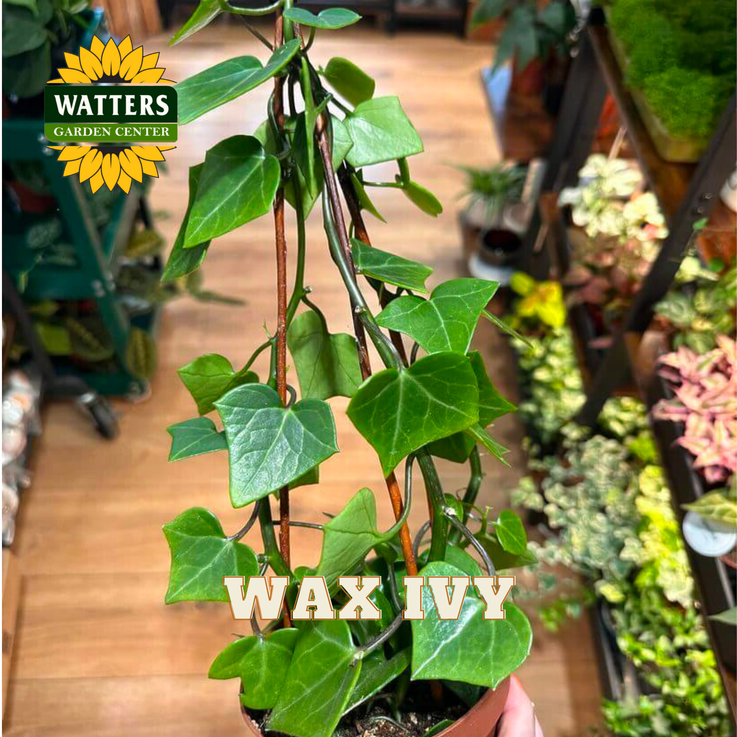 ASSORTED WAX IVY 6in