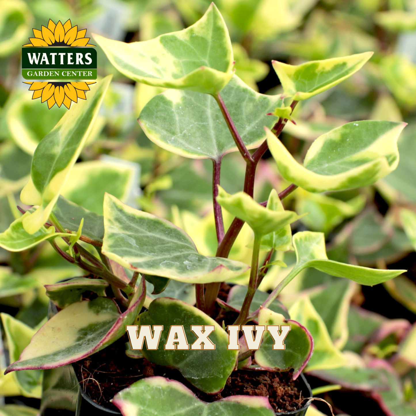 ASSORTED WAX IVY 6in