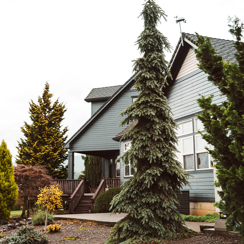WEEPING WHITE SPRUCE 5gal