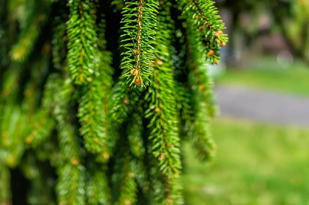 WEEPING WHITE SPRUCE 5gal