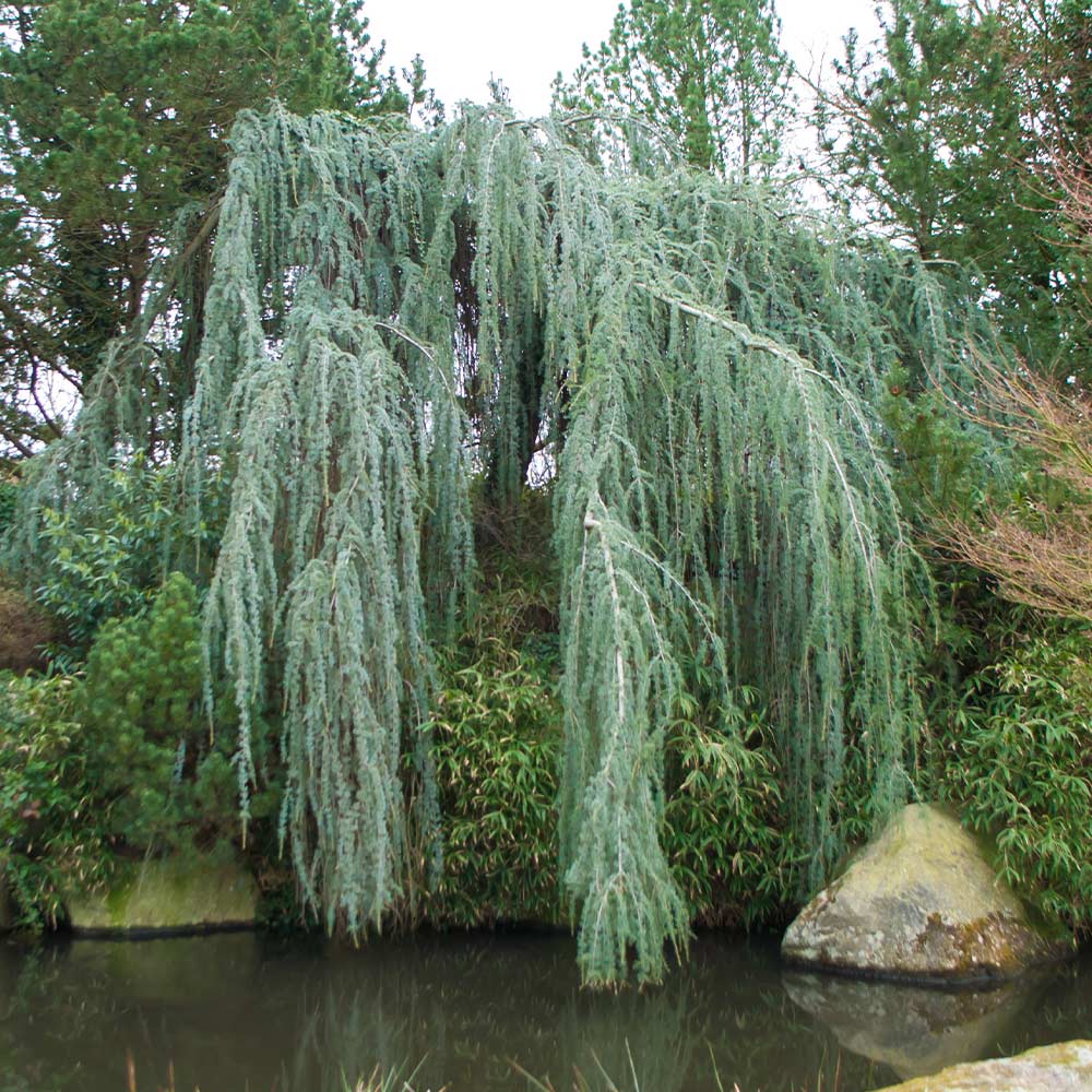 WEEPING ATLAS CEDAR TREE 7gal