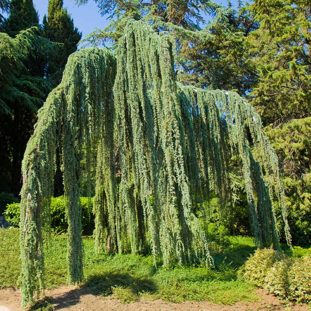 WEEPING ATLAS CEDAR TREE 7gal