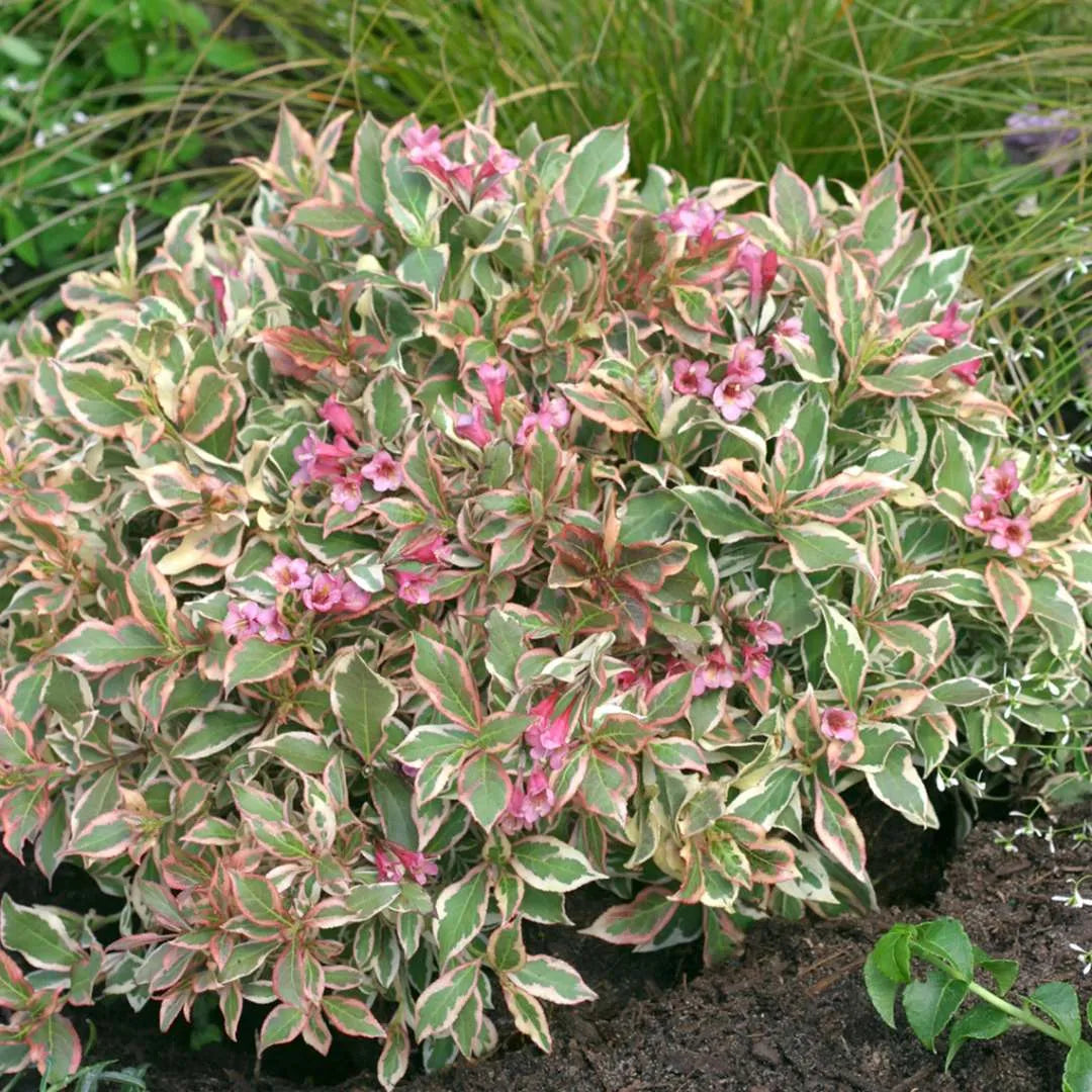 My Monet® Weigela (Weigela x 'Verweig') - 2 gallon 10"