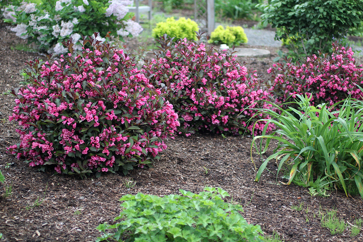 WINE & ROSES WEIGELA 2gal