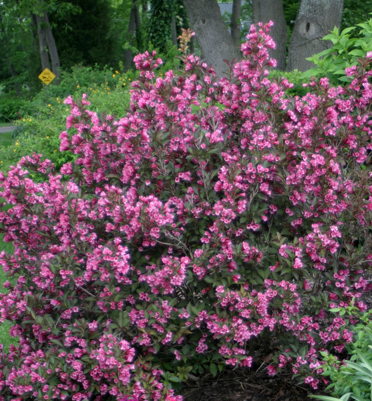WINE & ROSES WEIGELA 2gal