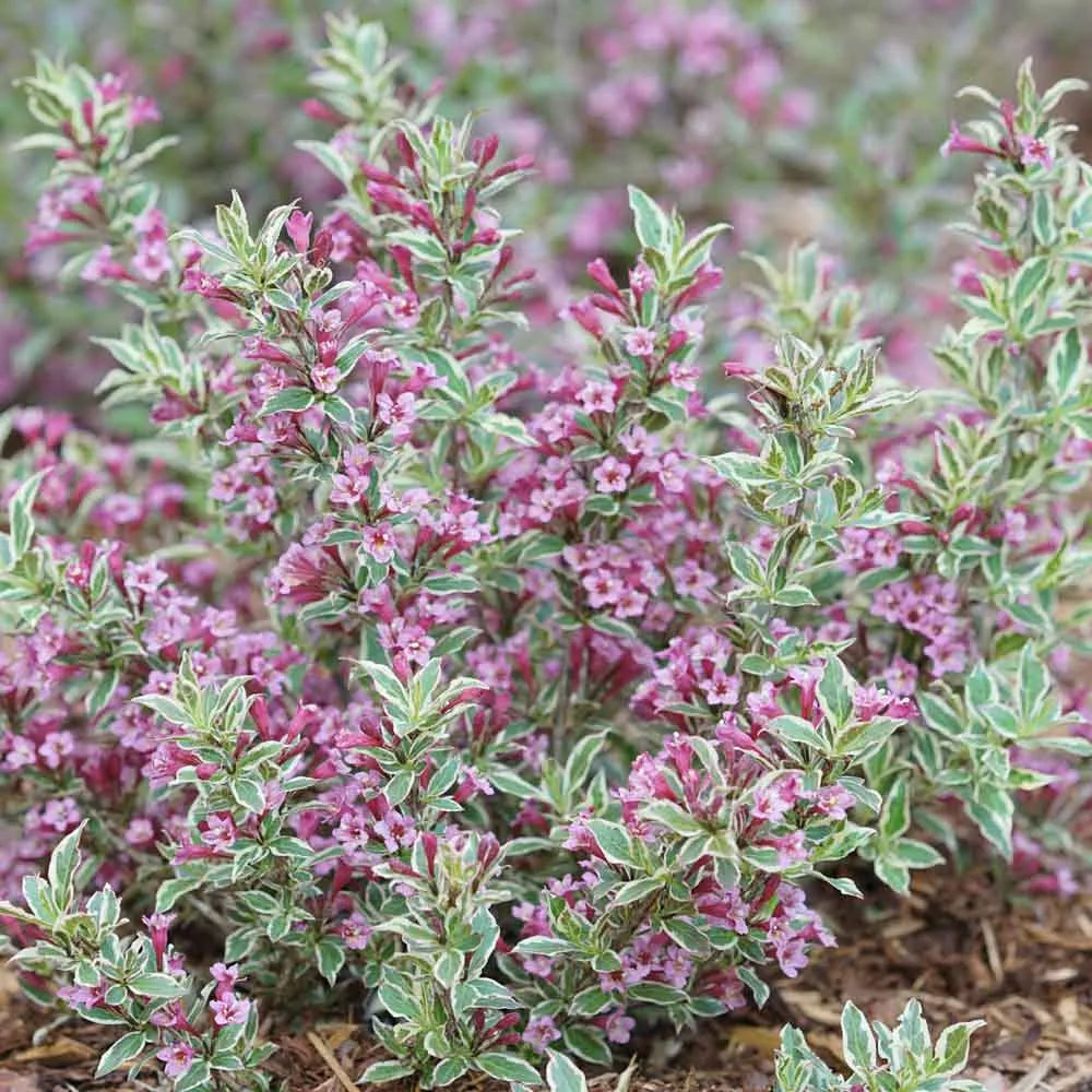 My Monet® Weigela (Weigela x 'Verweig') - 2 gallon 10"