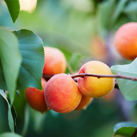 Moorpark Apricot  – Landscape-Ready Fruit Tree