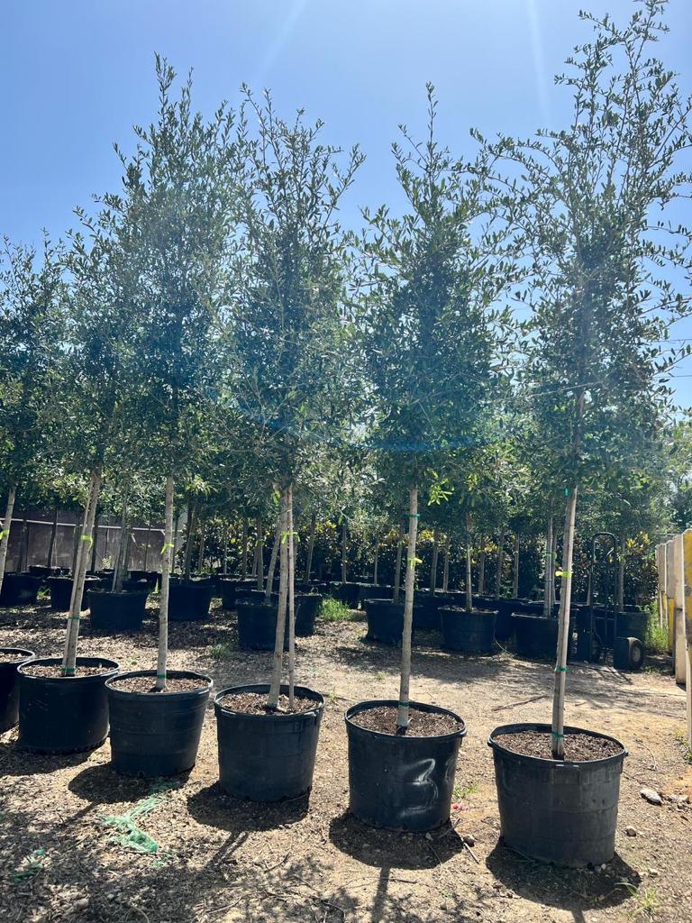 MODESTO ASH TREE 15gal