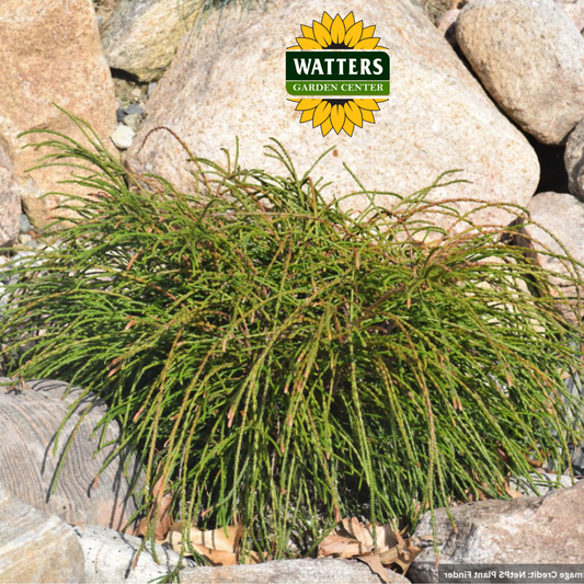 Whipcord Western Red Cedar - 2 gal 10"