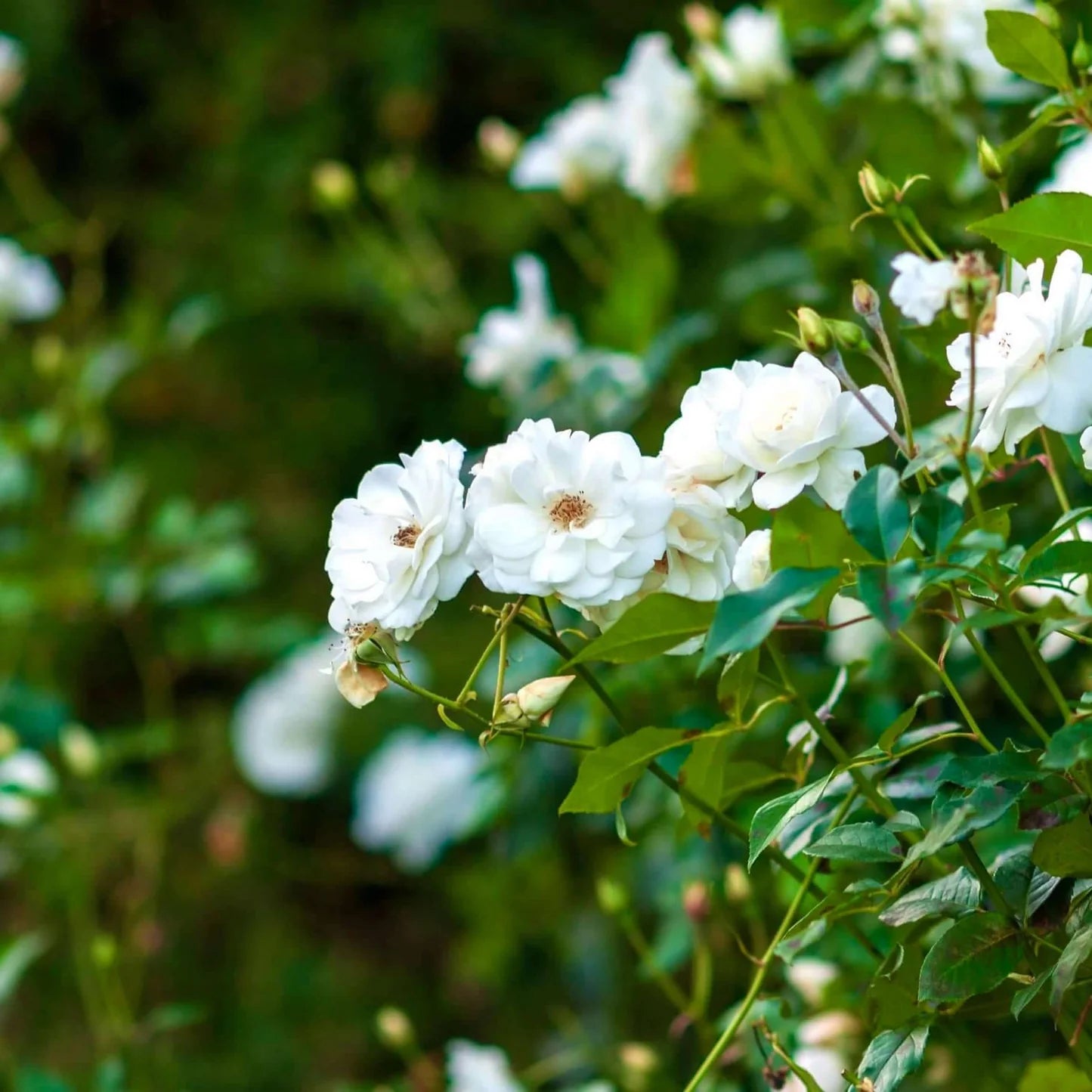 ICEBERG CLIMBING ROSE 5gal
