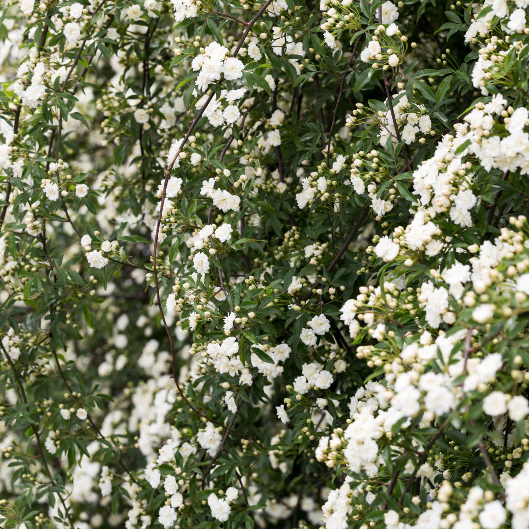 WHITE LADY BANKS CLIMBING ROSE 2gal