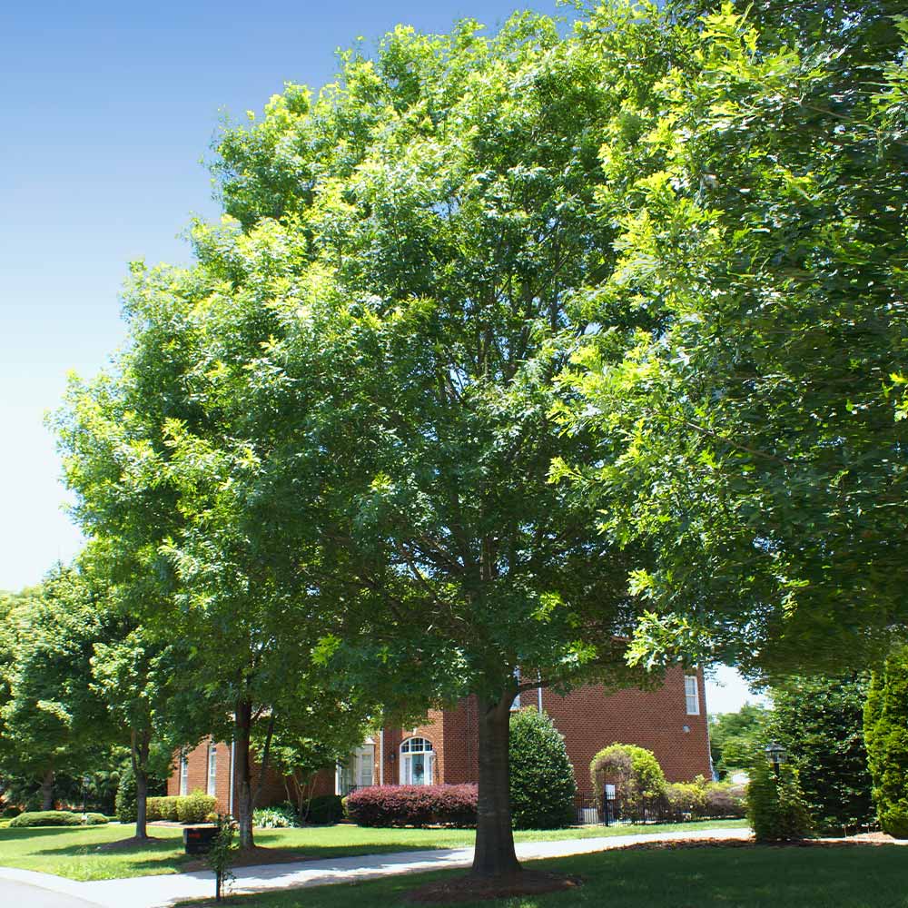JOAN LIONETTI TEXAS LIVE OAK TREE 7gal