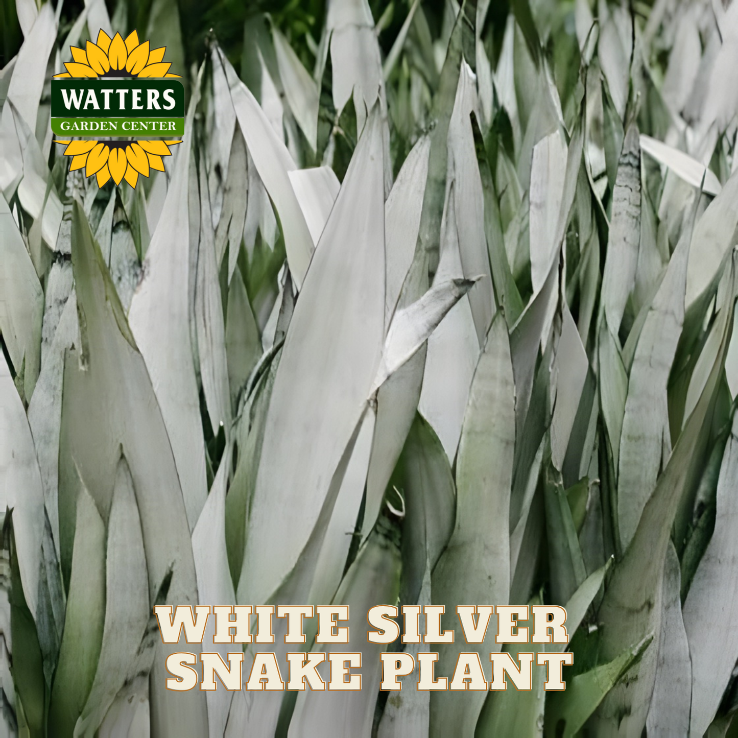 White silver snake plant with Watters Garden Center logo and text overlay.
