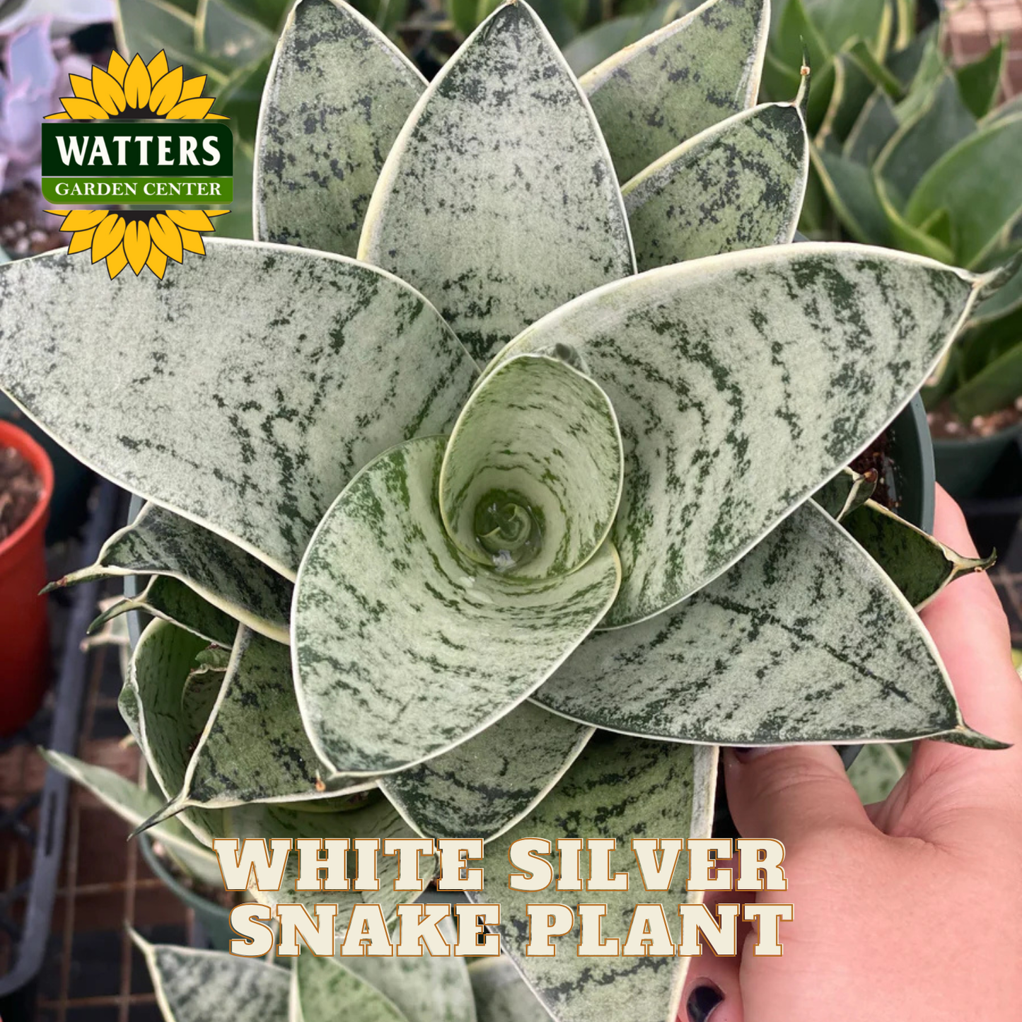 White Silver Snake Plant with Watters Garden Center logo