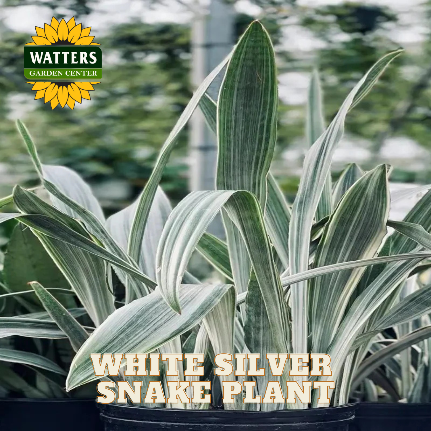 White silver snake plant with Watters Garden Center logo in the corner.