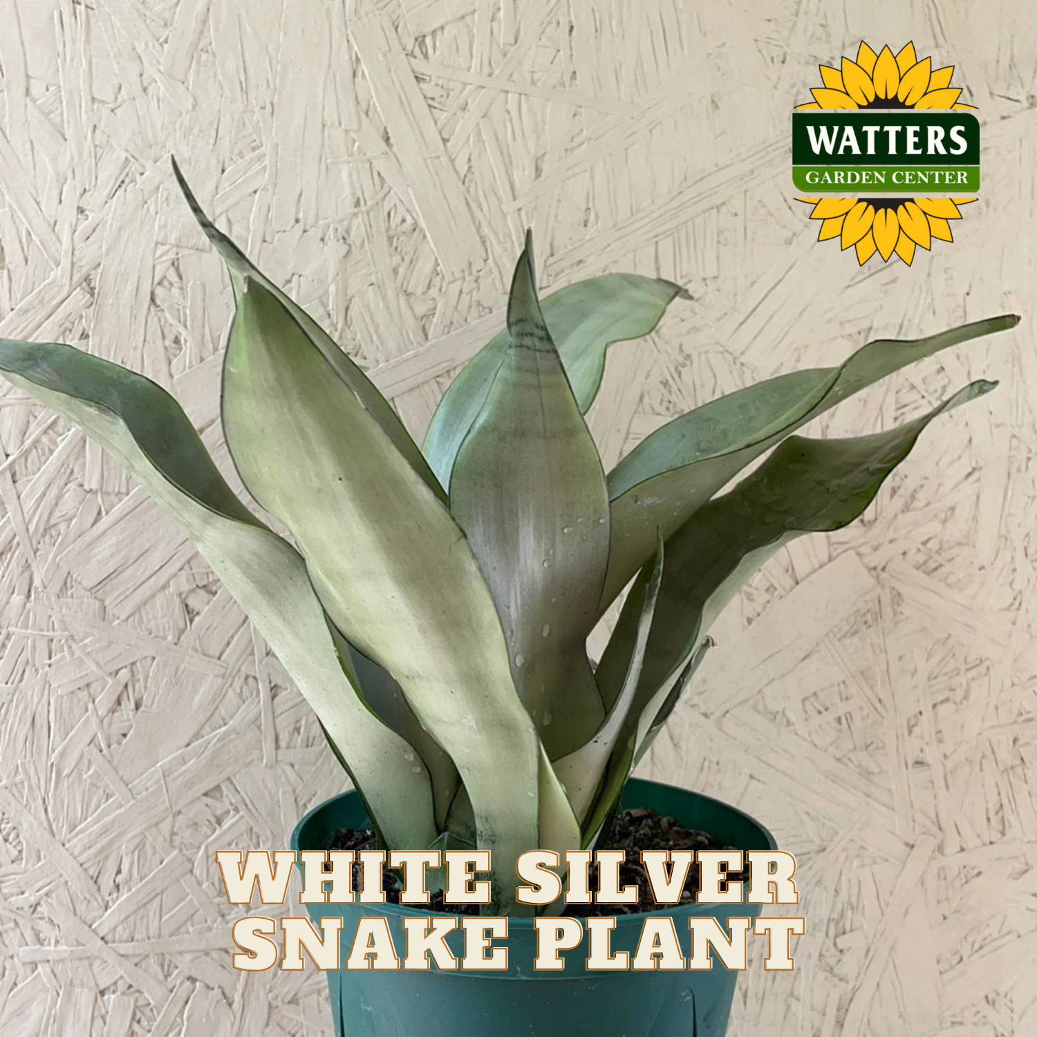 White Silver Snake Plant in a pot with Watters Garden Center logo on a textured wall background
