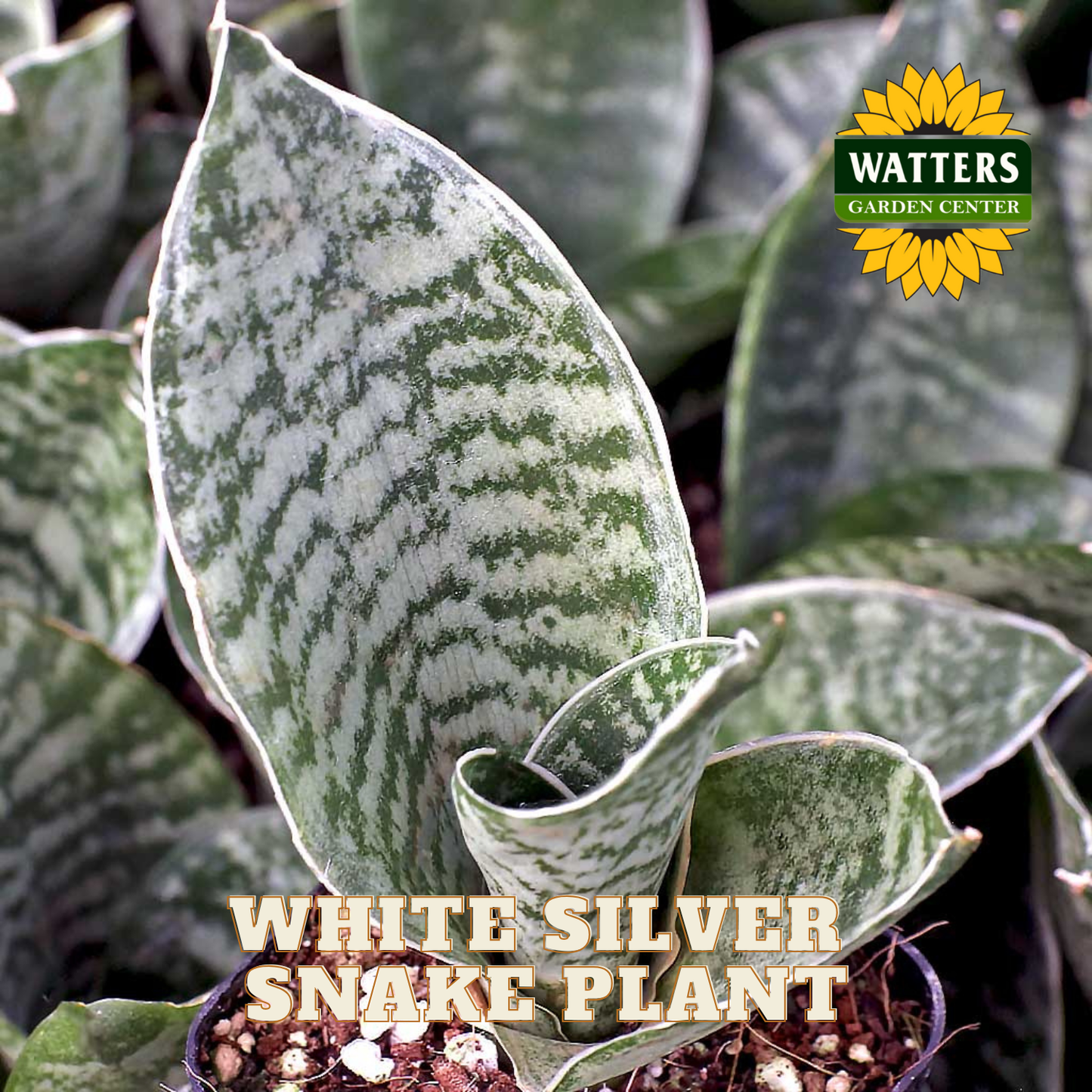 White Silver Snake Plant with Watters Garden Center logo
