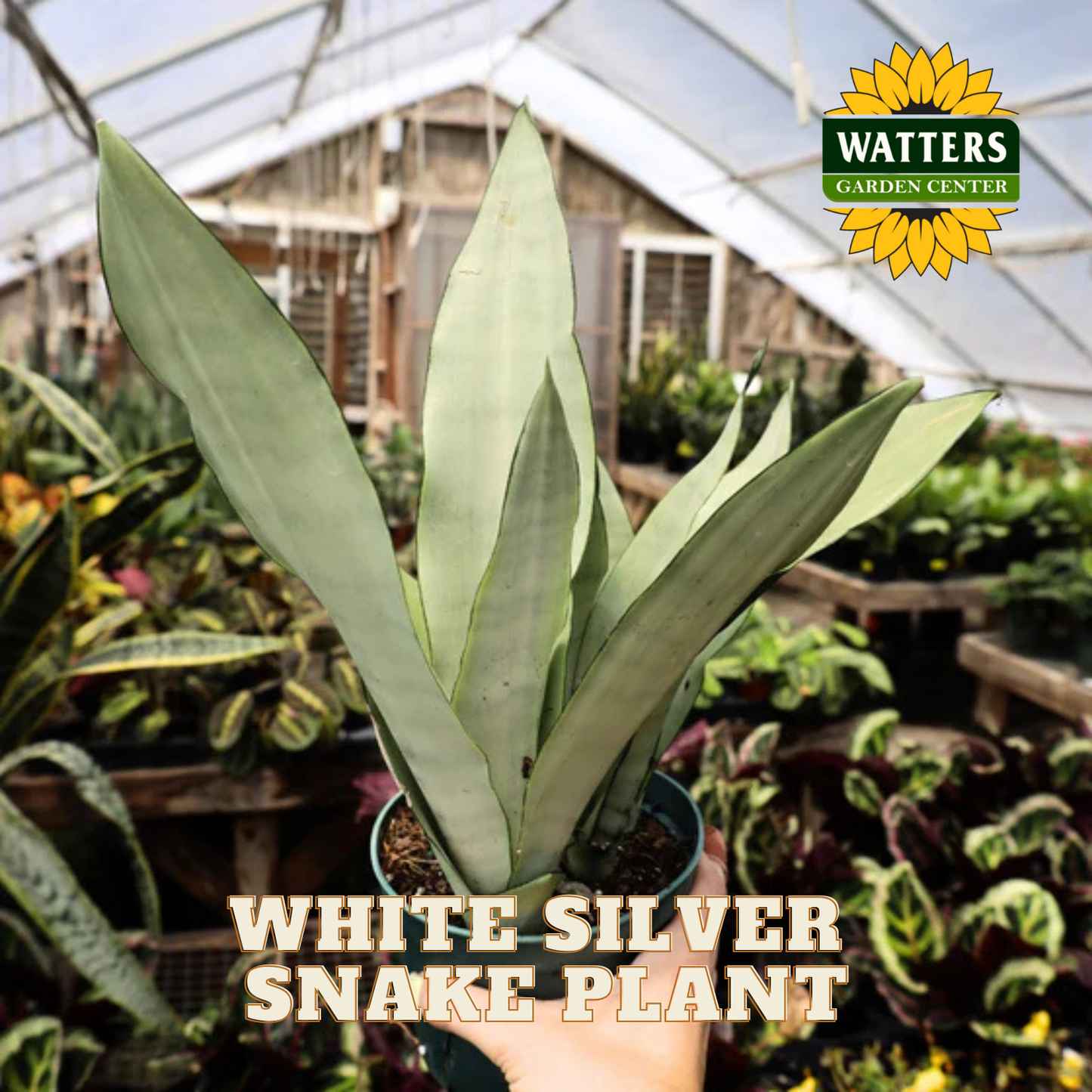 White Silver Snake Plant in a pot with Watters Garden Center branding in a greenhouse setting.