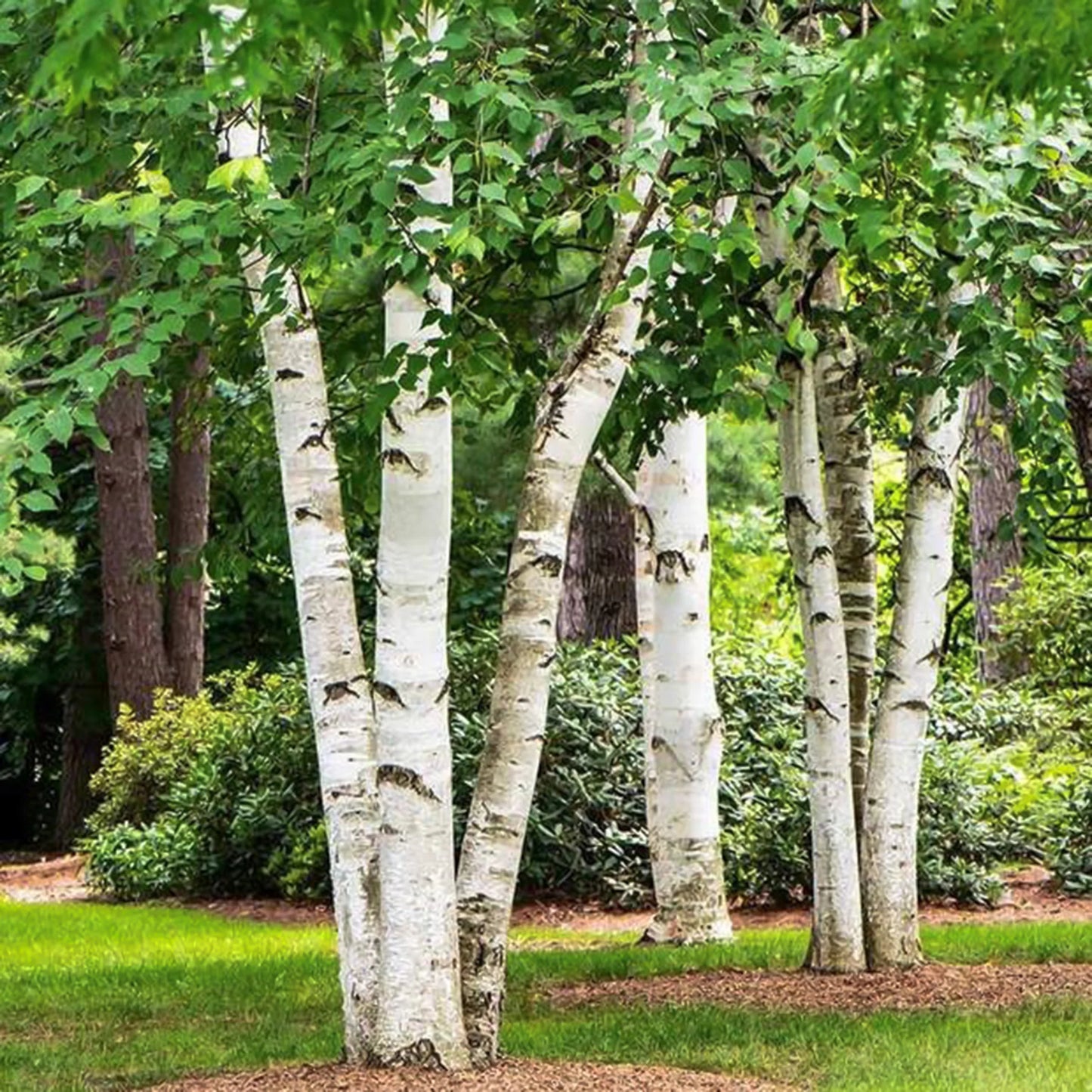 WHITEBARK HIMILAYAN BIRCH 10gal