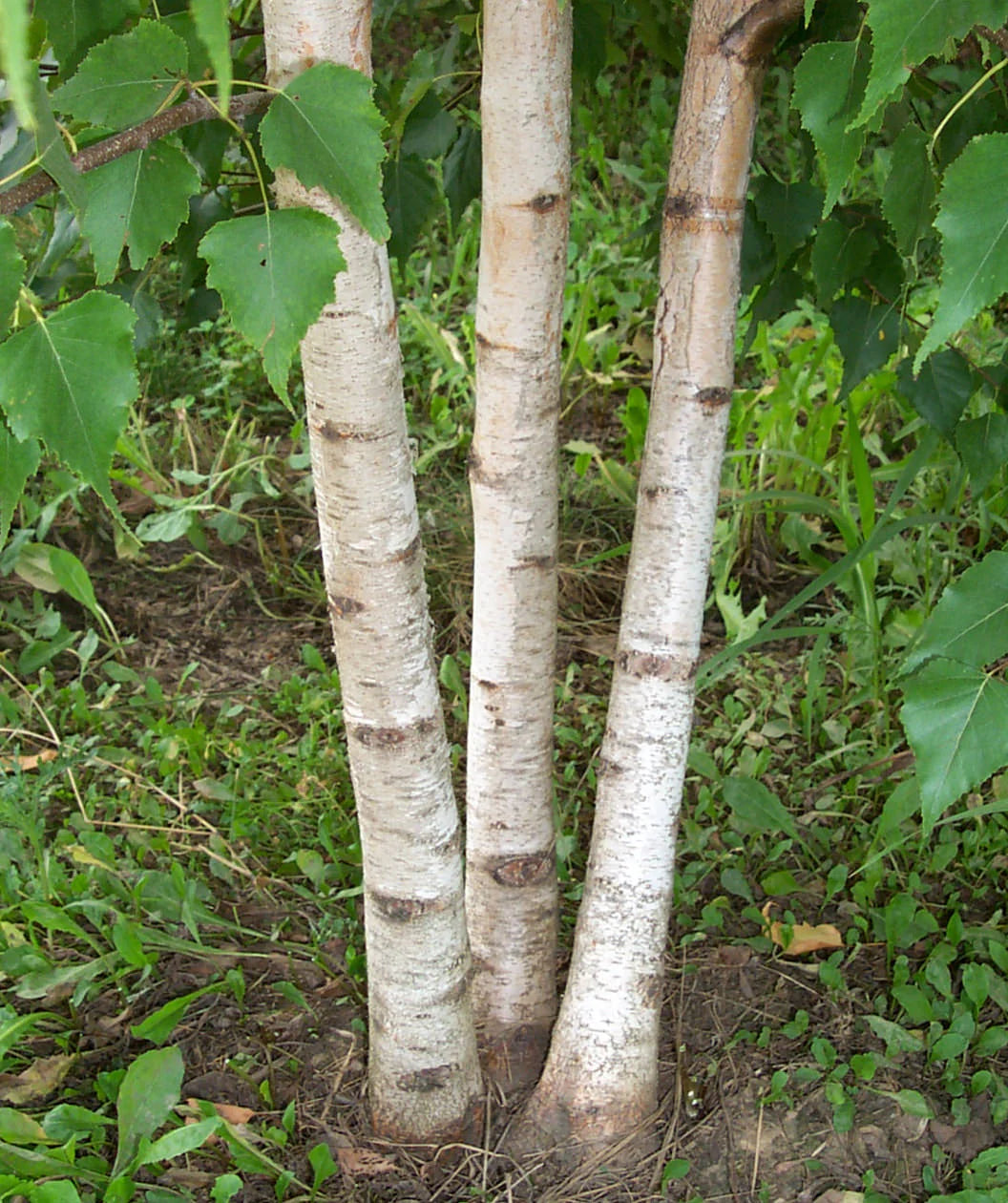 WHITESPIRE BIRCH T10gal