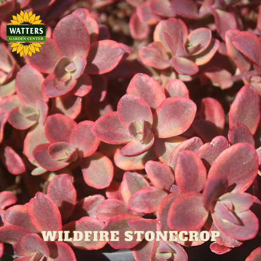 Wildfire Stonecrop (SEDUM WILDFIRE) - 1 gallon