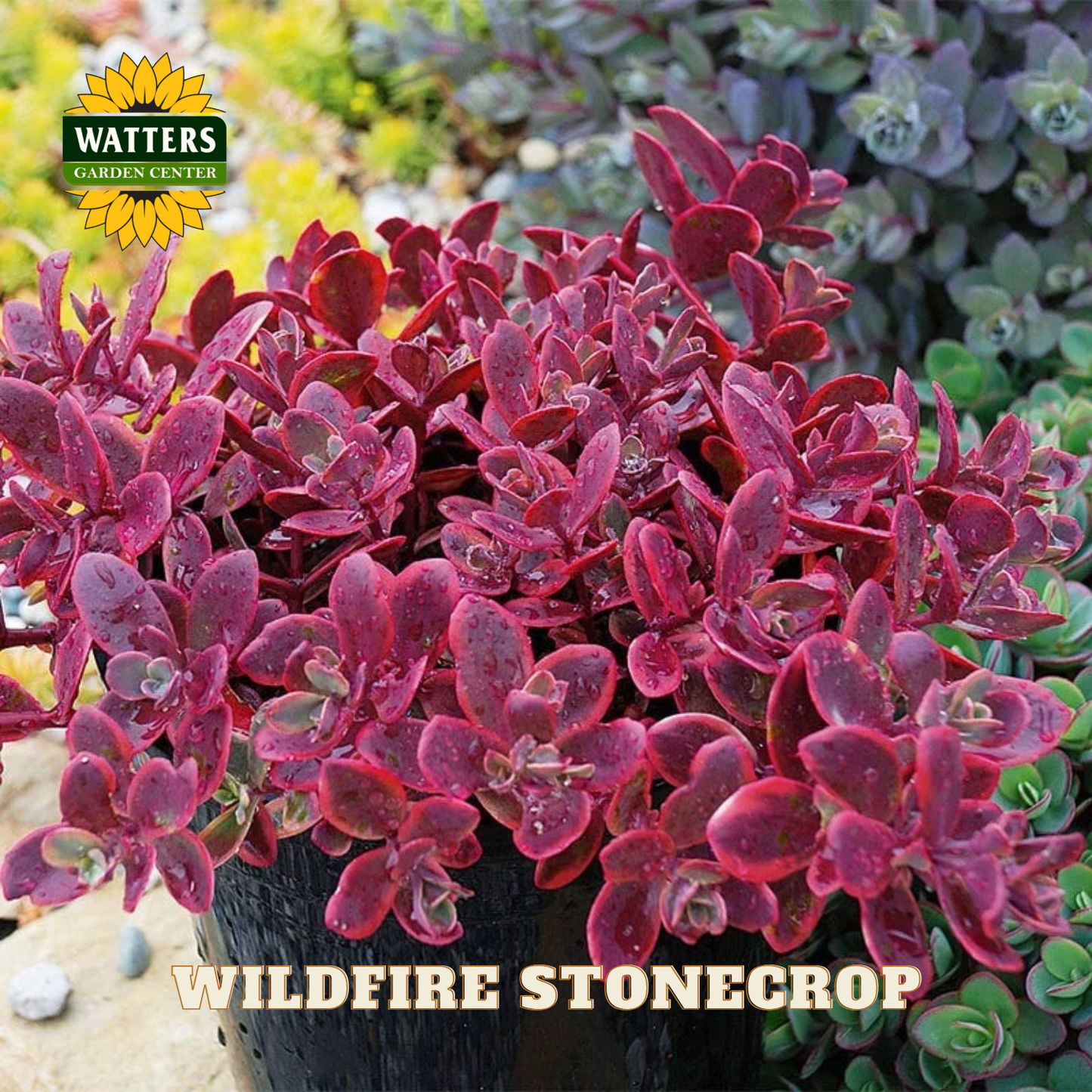 Wildfire Stonecrop (SEDUM WILDFIRE) - 1 gallon