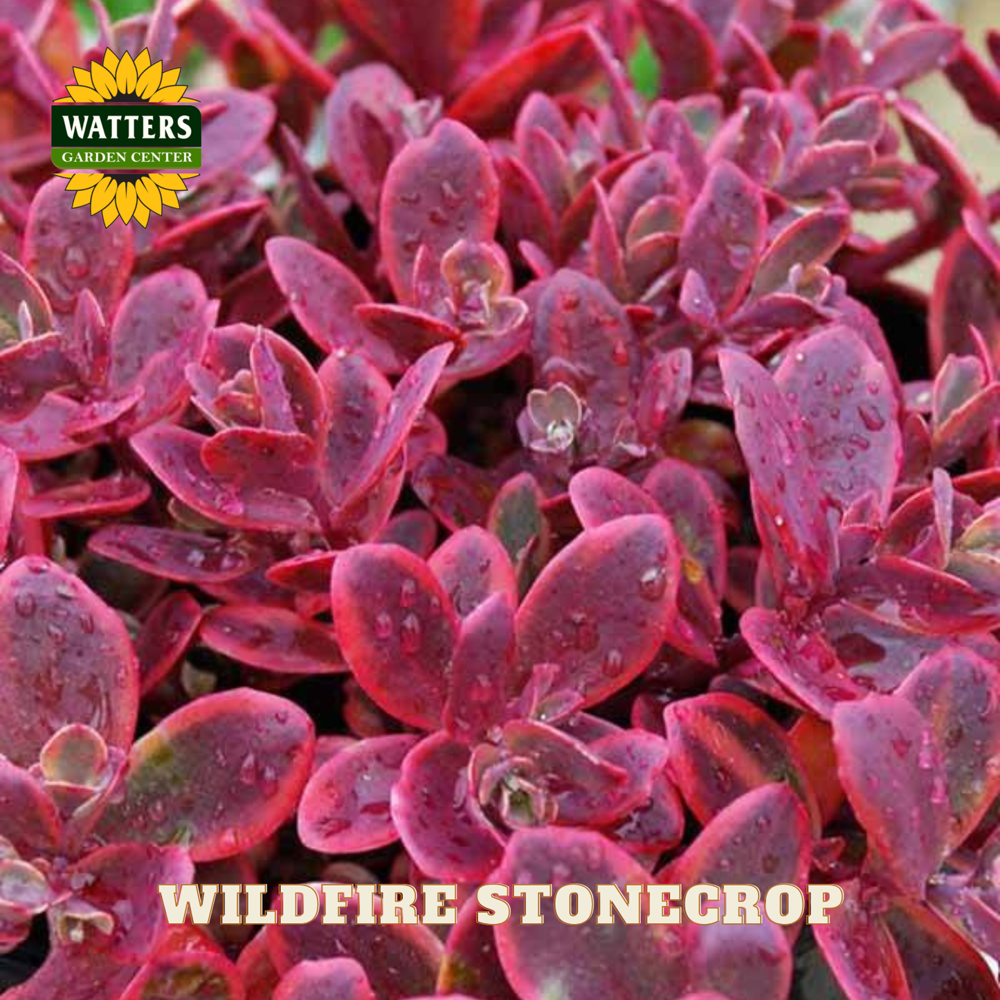 Wildfire Stonecrop (SEDUM WILDFIRE) - 1 gallon