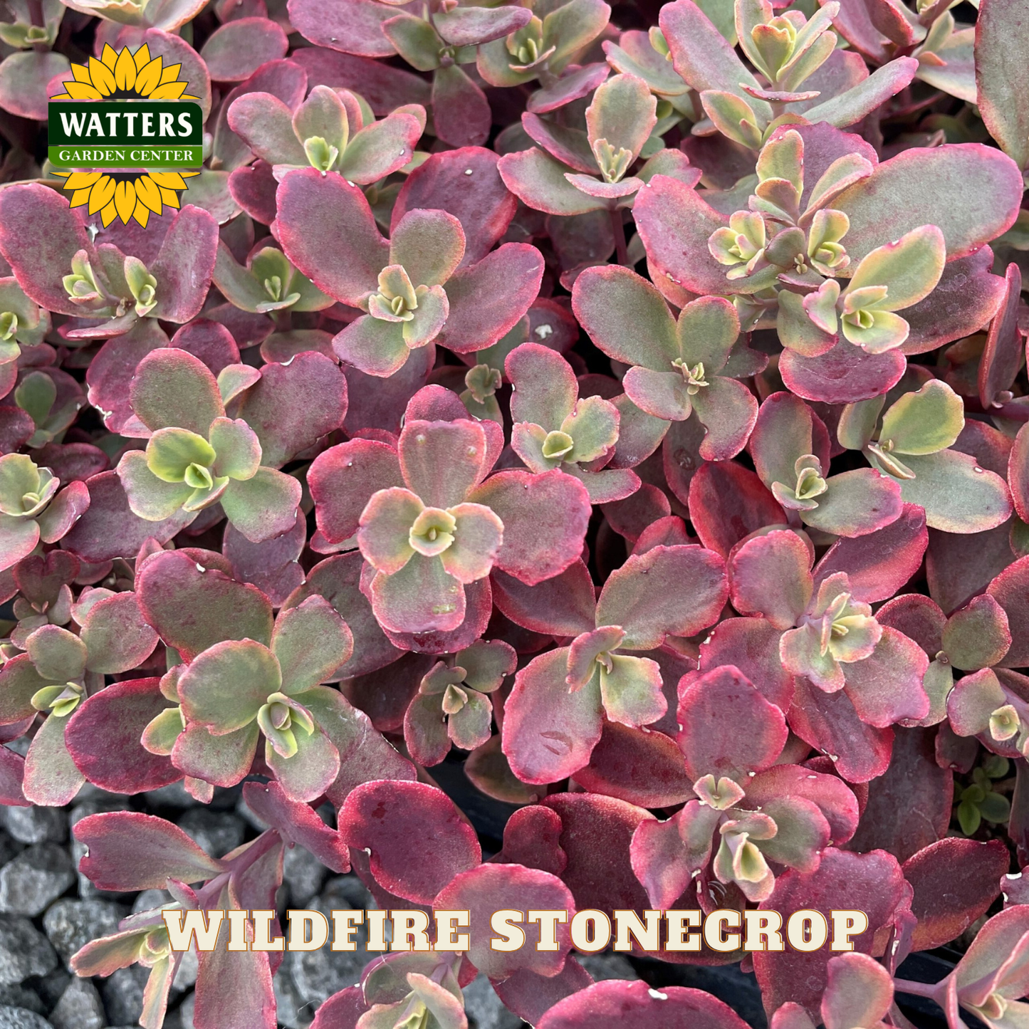 Wildfire Stonecrop (SEDUM WILDFIRE) - 1 gallon