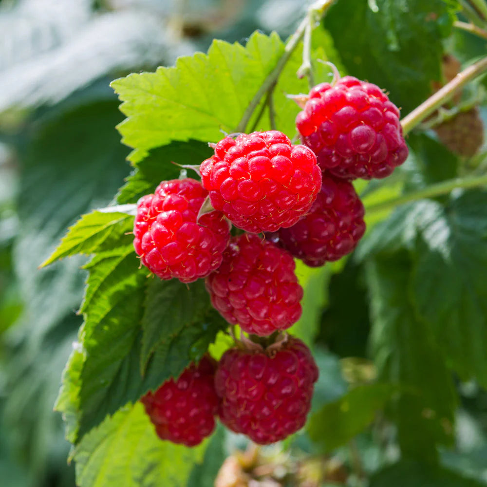 WILLAMETTE RASPBERRY 6gal
